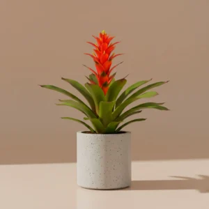 Bromelia Guzmania 'Fuego Tropical'