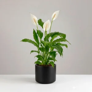 Cuna de Moisés (Spathiphyllum) 