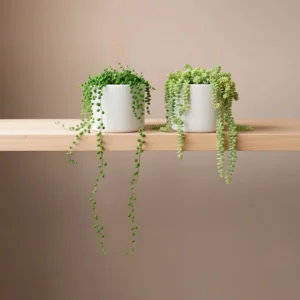 Set Suculentas Colgantes x2 