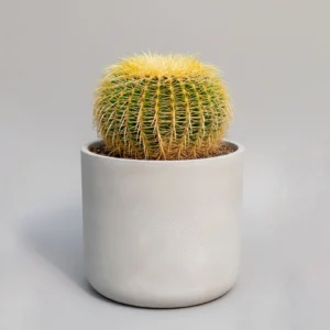 Cactus Barril de Oro