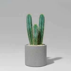 Cactus Columnares (Cereus) 