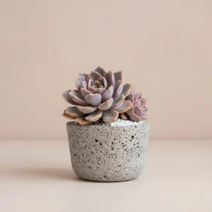 Suculenta Graptopetalum 