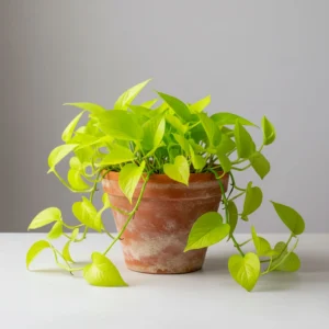 Pothos Neón Colgante 