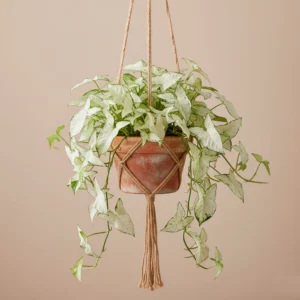 Syngonium Podophyllum 