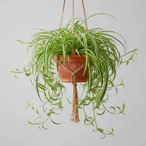 Chlorophytum Comosum 