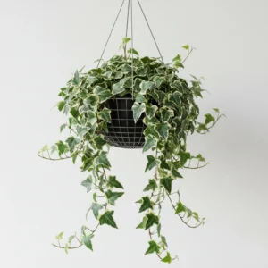 Hiedra (Hedera helix) 