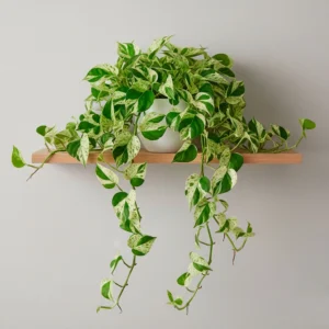 Pothos 'Marble Queen' 