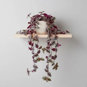 Tradescantia Zebrina 