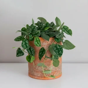 Pothos 'Satin' (Scindapsus pictus) 